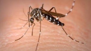An Aedes mosquito.