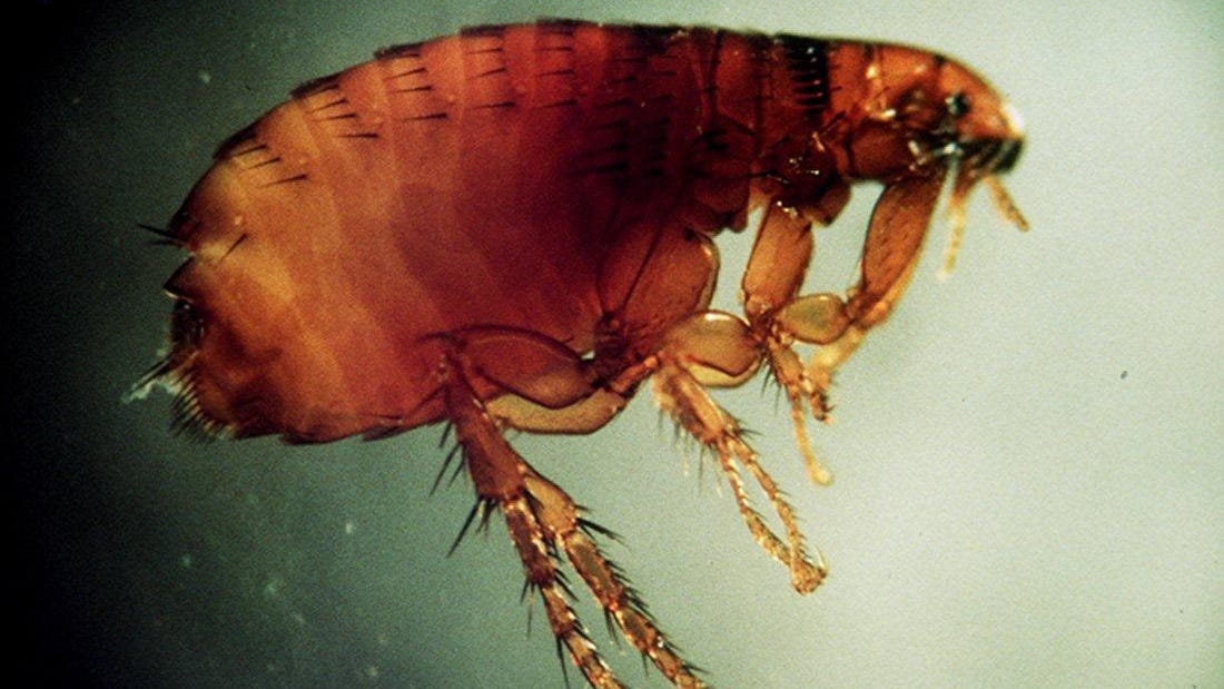 Top 20+ how to tell how bad a flea infestation is 6 Scrub Hub: How do we get rid of these fleas?