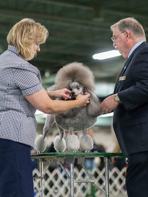 Diane Gaw from Mt. Pleasant shows her two year-old miniature poodle to judge Robert D. Ennis at the Ingham County Kennel Club Dog Show at the MSU Pavilion Saturday, November 28, 2015.