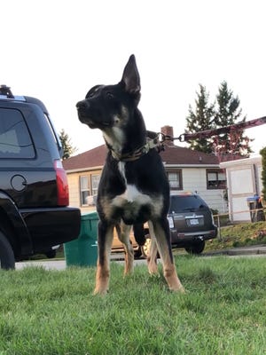 Cheyenne, a German Shepherd pup, slipped out of her collar Jan. 22, touching off a six-day search with the help of the community that brought her home.
