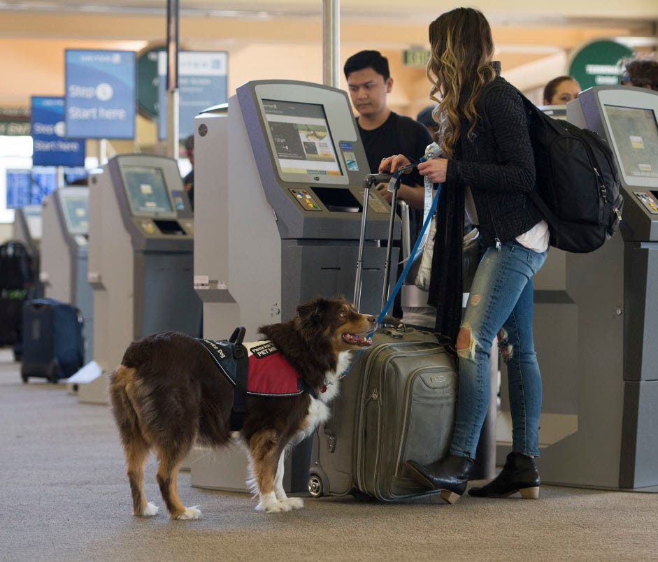 Zoe Bedford and her companion dog Basha check in for their Thanksgiving trip to Denver on Nov. 23, 2016, in Santa Ana, Calif.