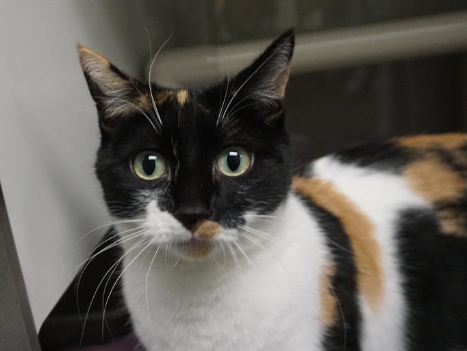 Andrea is a stunning, 2-year-old calico cat. She is