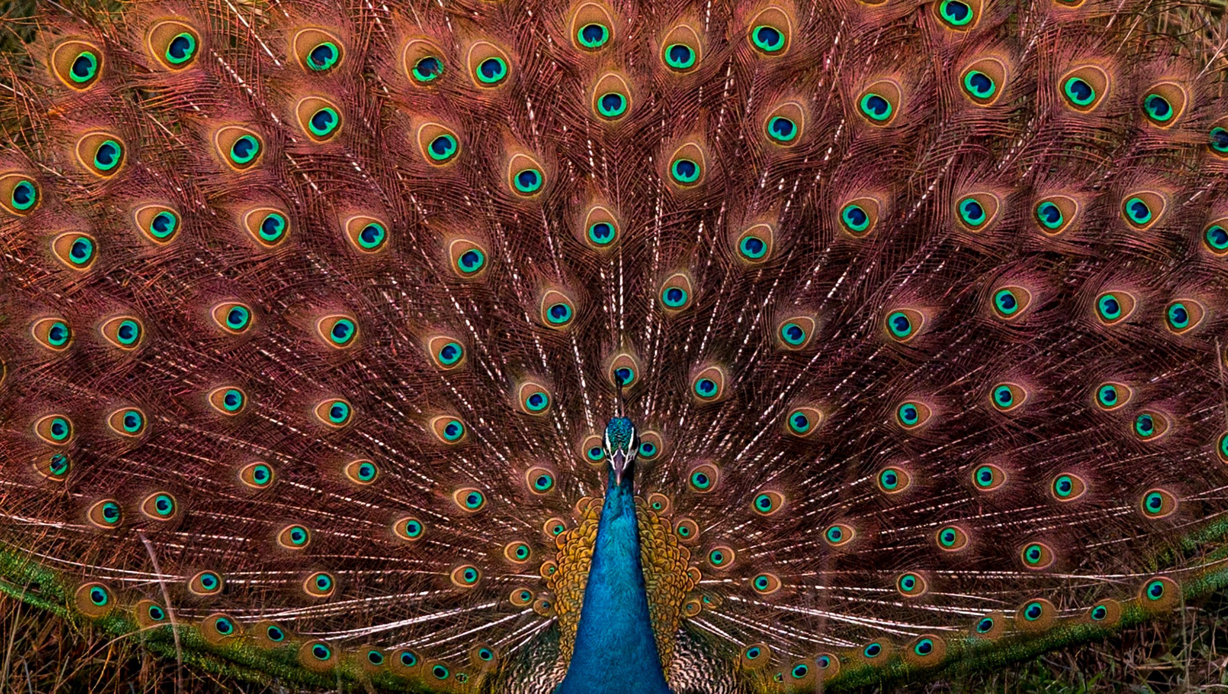 Emotional Support Peacock Blocked From Newark Airport Flight