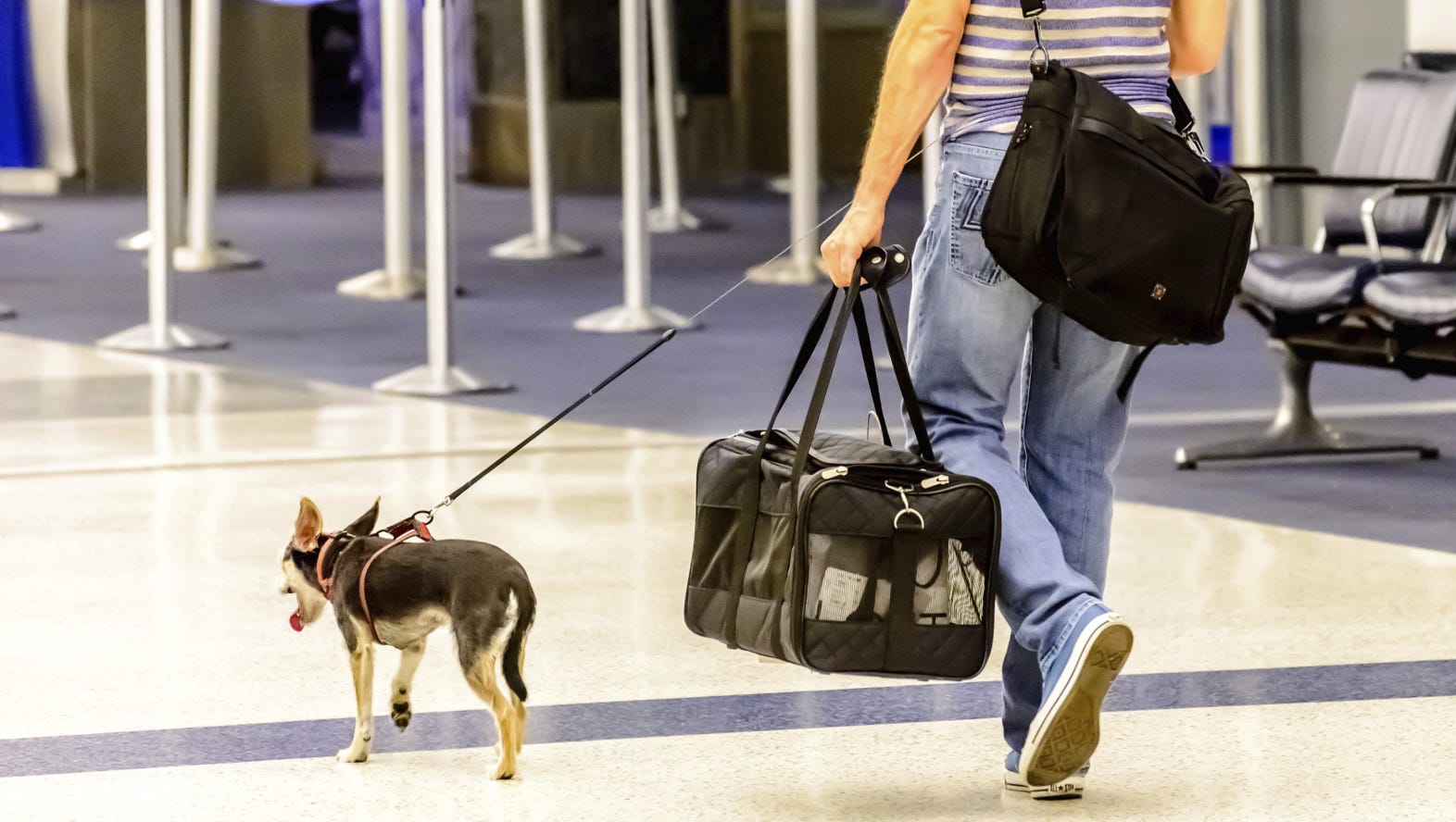 travel with service dog jetblue