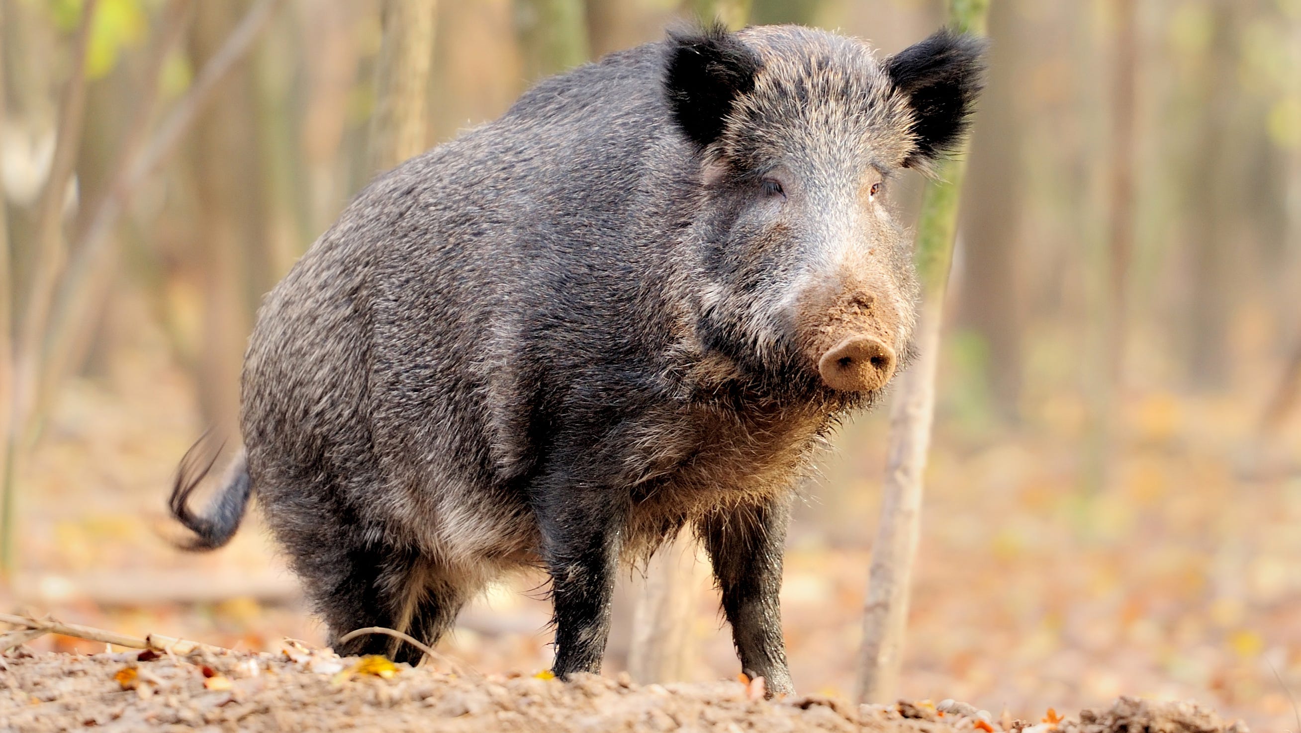 feral pig pigs wild hogs york farmers story problems