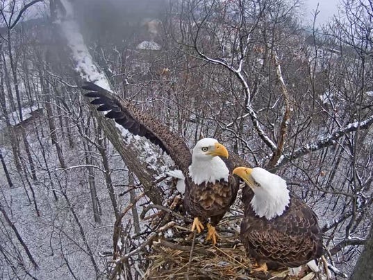 Hanover eagle nest collapses