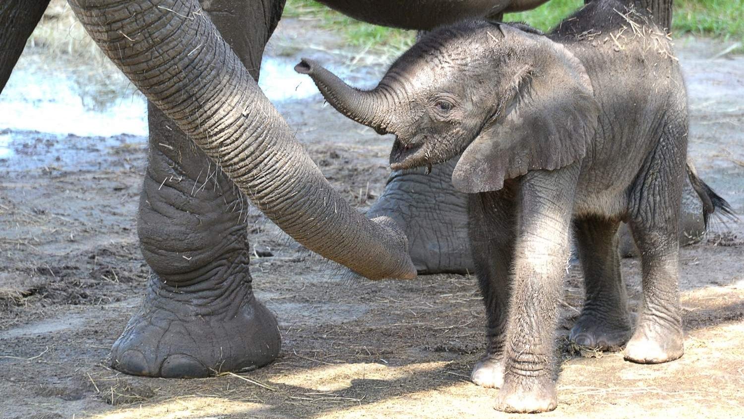 Mom Gives Florida S Newest Baby Elephant A Name