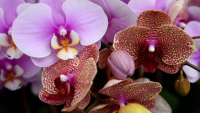 he Fort Pierce Orchid Society Show will be Oct 8, 10 a.m.-5 p.m. and Oct 9, 10 a.m.-4 p.m. at the St. Lucie Shrine Club ,4600 Oleander Ave., Fort Pierce.