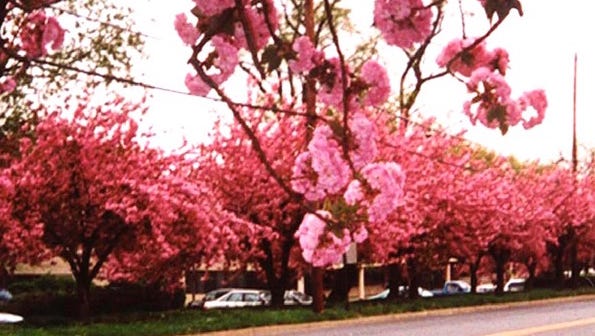 Cherry trees bloom in Cherry Hill.