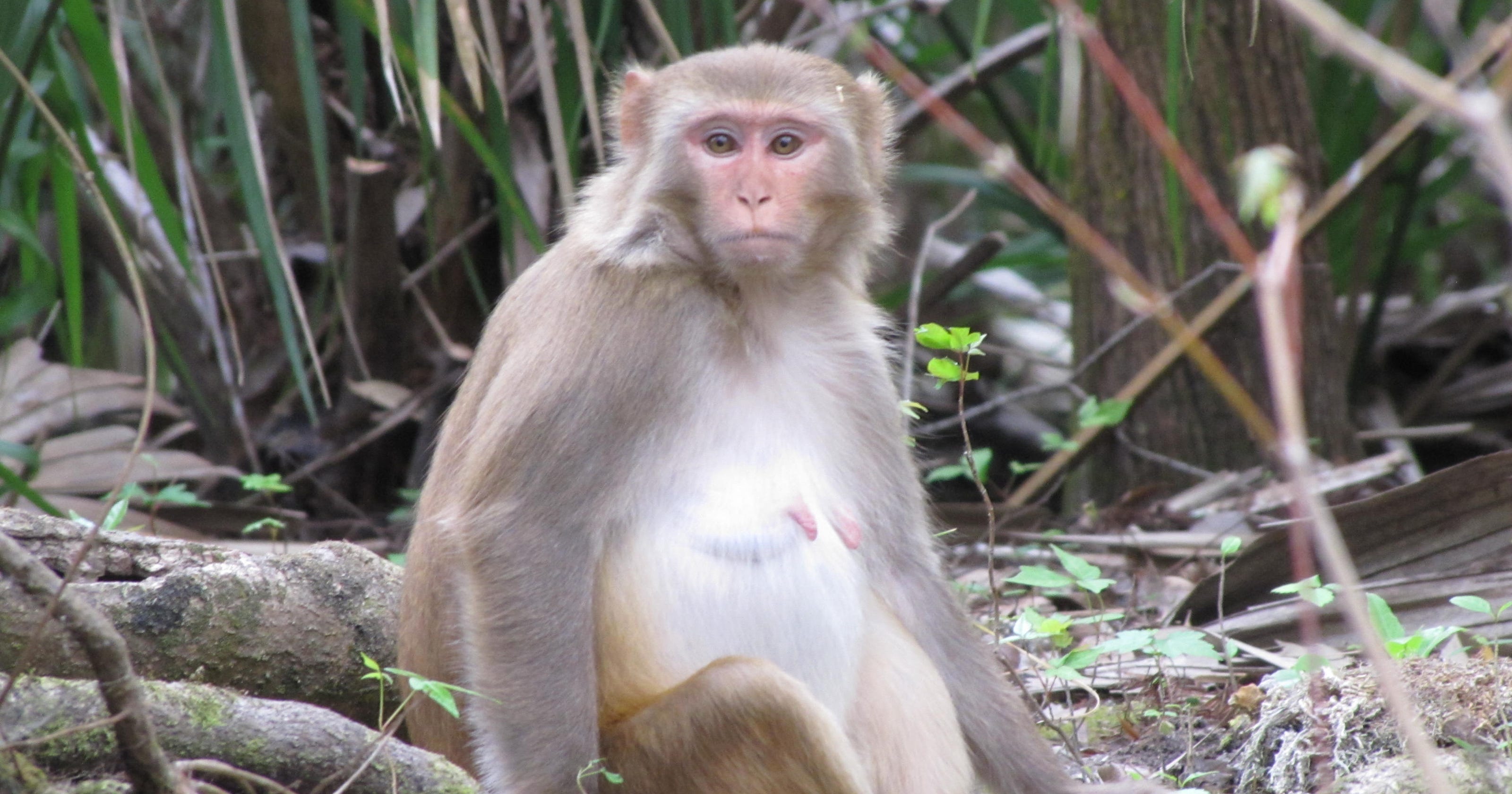 Nft monkey. Сибирская макака. Высокая макака. Макаки в Азии. Анатомия макаки.