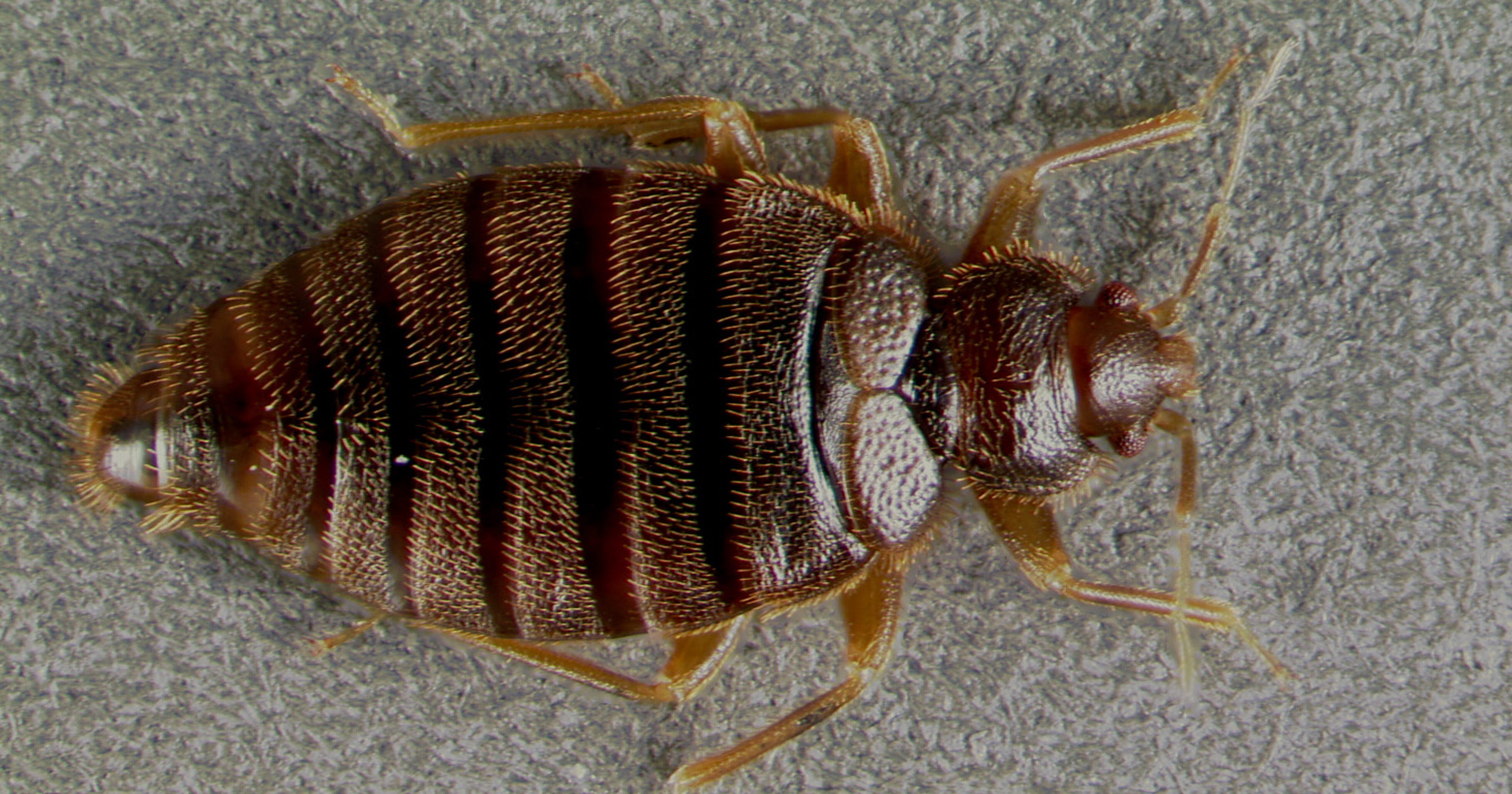 Rare bed bug reemerges in Florida after 60 years Rare bed bug reemerges in Florida after 60 years