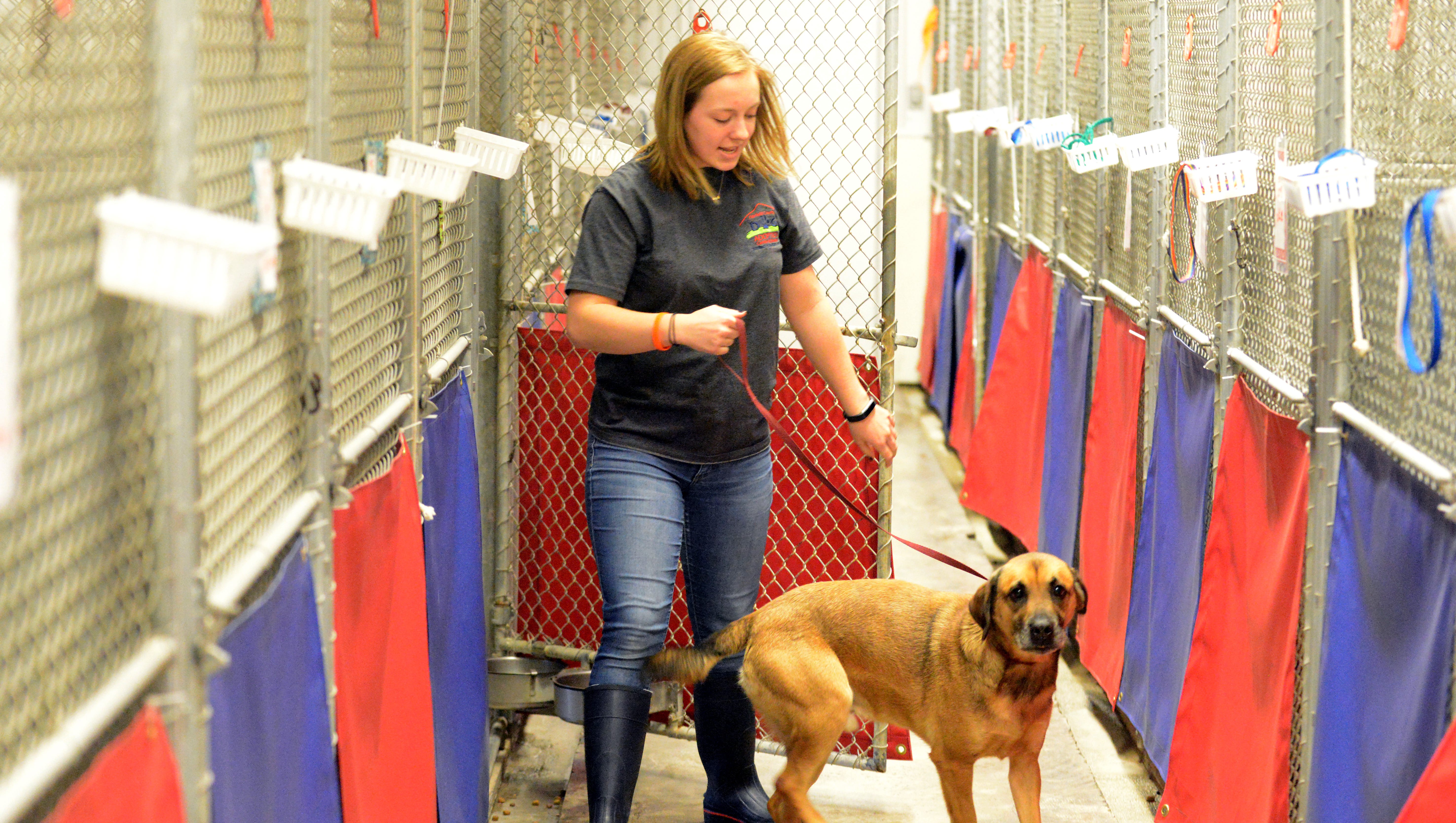 Fairfield County dog shelter helps 'the forgotten' Fairfield County dog shelter helps 'the forgotten'