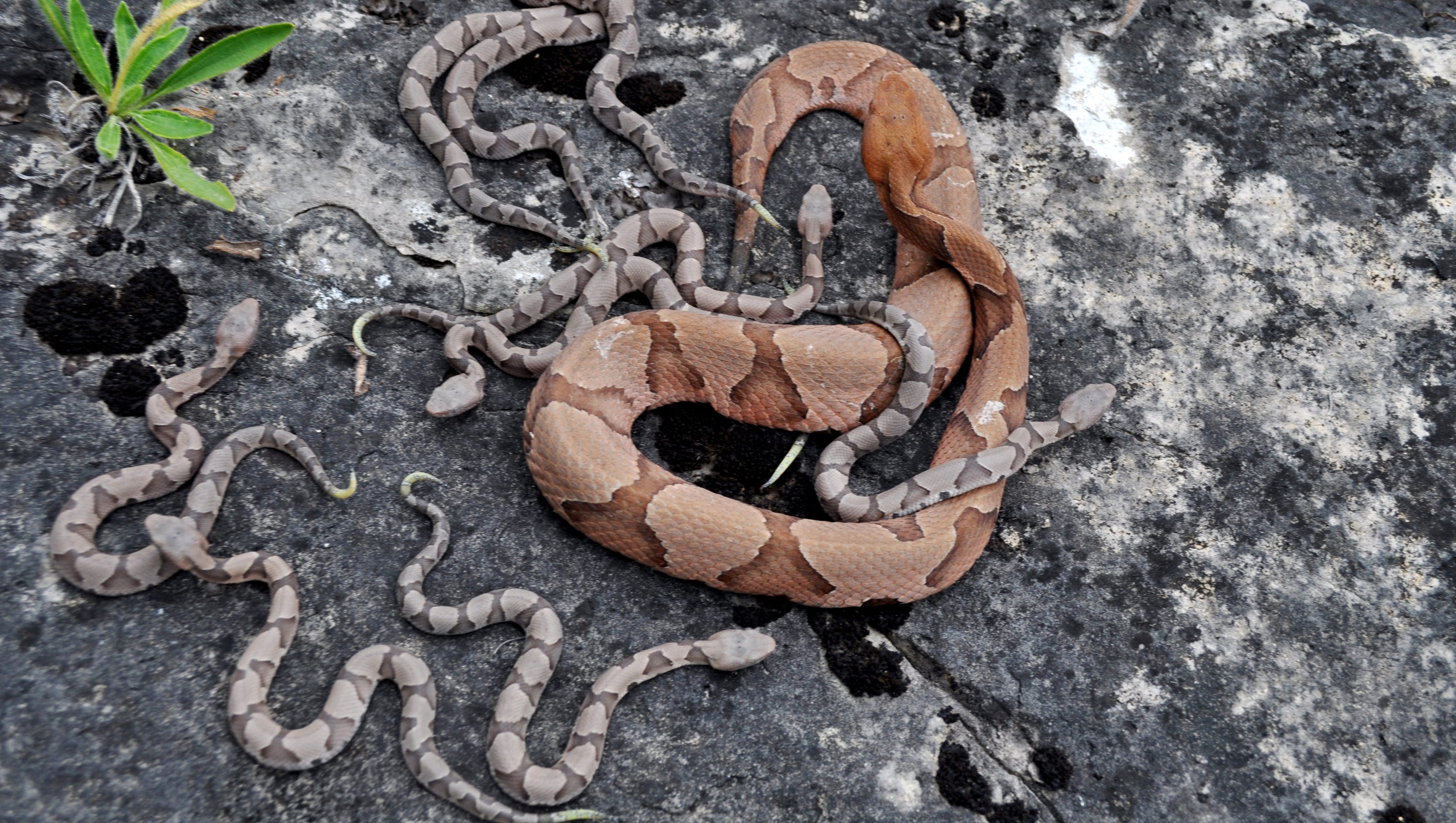 Venomous Or Not They Re Out Now So Know Your Snakes Venomous Or Not They Re Out Now So Know Your Snakes