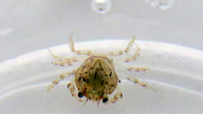 A tiny Dungeness crab larvae swims next to air bubbles in a lab container at the NOAA Fisheries' Northwest Fisheries Science Center, in Mukilteo, Wash., on July 26, 2016. Millions pounds of Dungeness crab are pulled from Pacific Northwest waters each year. But as marine waters continue to absorb more atmospheric carbon dioxide, federal scientists are worried that the changing ocean chemistry may put Northwest Dungeness crabs at risk. (AP Photo/Elaine Thompson)