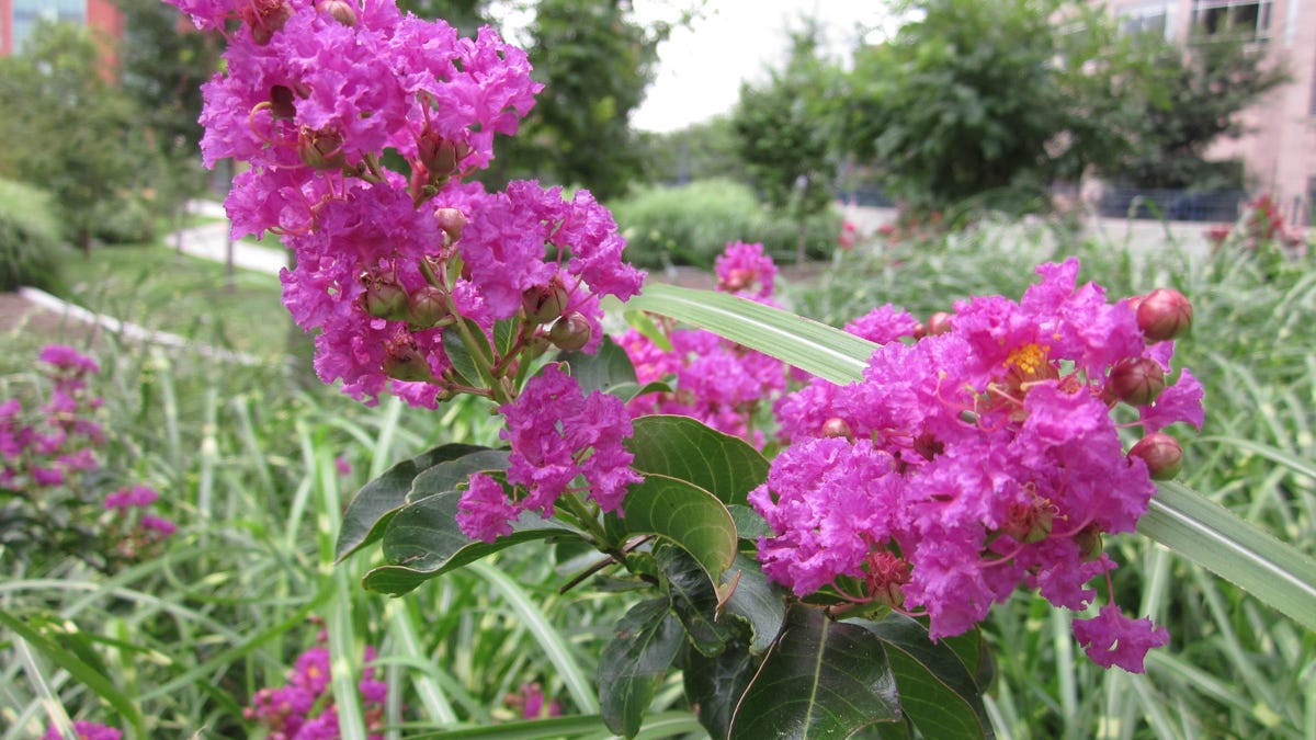 Enjoying Crape Myrtle In Ohio Landscapes