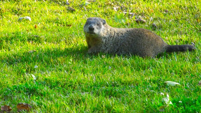 
Deanna Reed submitted this photo of a groundhog taken at the Poughkeepsie waterfront. Do you have a nature photo to share? Send it along with your name, hometown and where the photo was taken to dradwin@poughkeepsiejournal.com.

