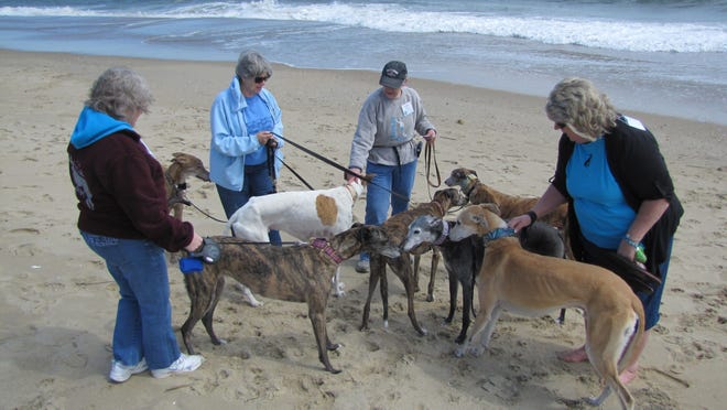 Greyhound enthusiasts Debbie Pinno, Carolyn Wagner, Kathy Cummings and Judy Chopp socialize their dogs on Dewey Beach on Saturday, April 11.