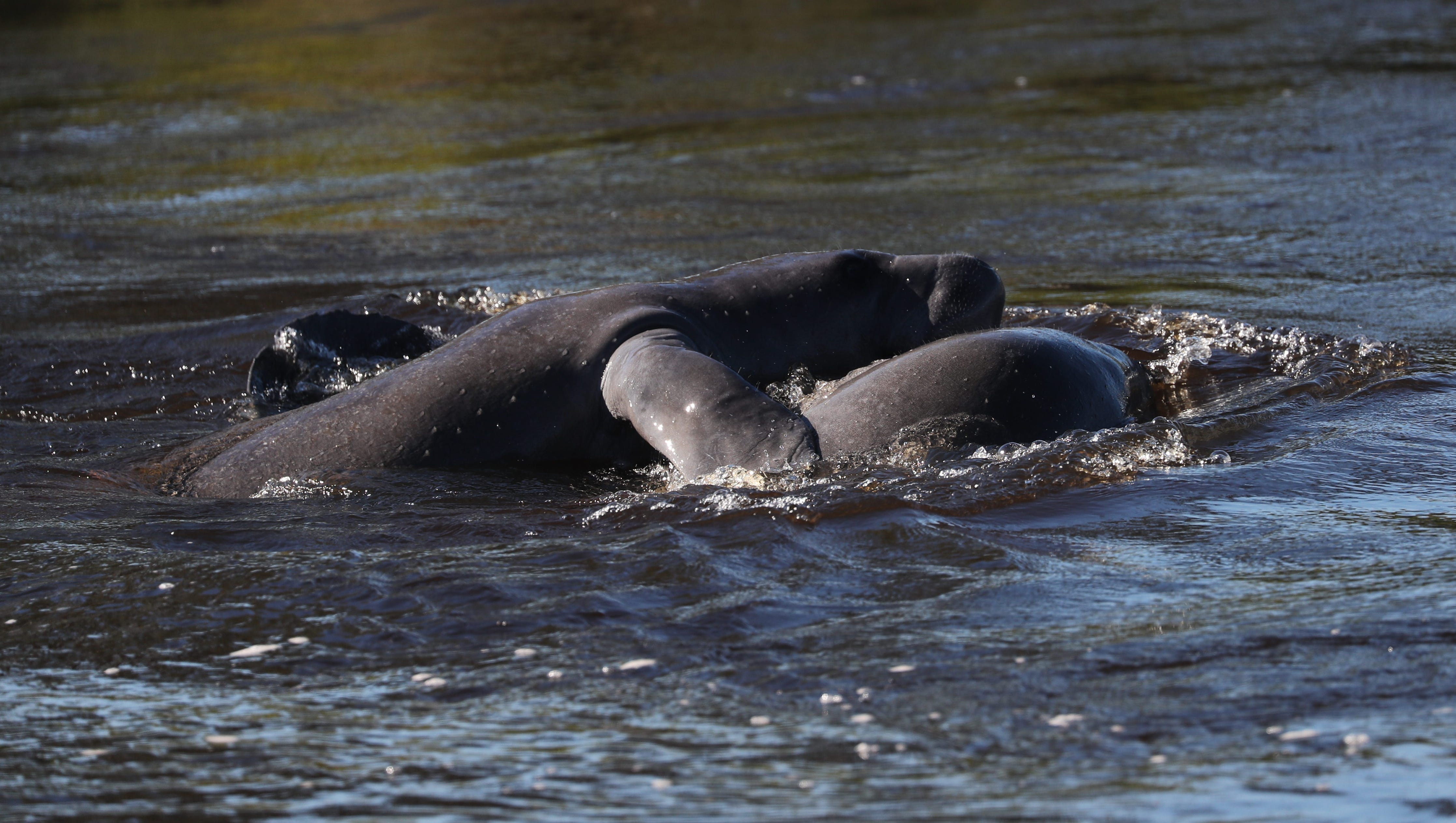 Florida posts third deadliest year for manatee deaths at 538