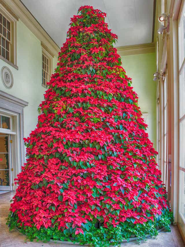 Are Your Holiday Plants Toxic