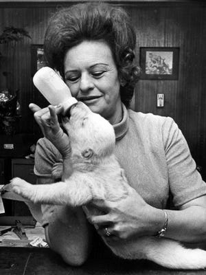 Mrs. JoAnn Perfetti bottle feeds "Frosty" on Jan. 13, 1971, at the Memphis Zoo. The furry bundle weighs about five and one half pounds. Mrs. Perfetti and Mrs. Judy Clenney, both of the zoo office, take turns feeding "Frosty" during the day. At night, zoo curator John Tapp takes the little bear home where Mrs. Tapp does most of the getting up at night to give the "baby" a bottle.