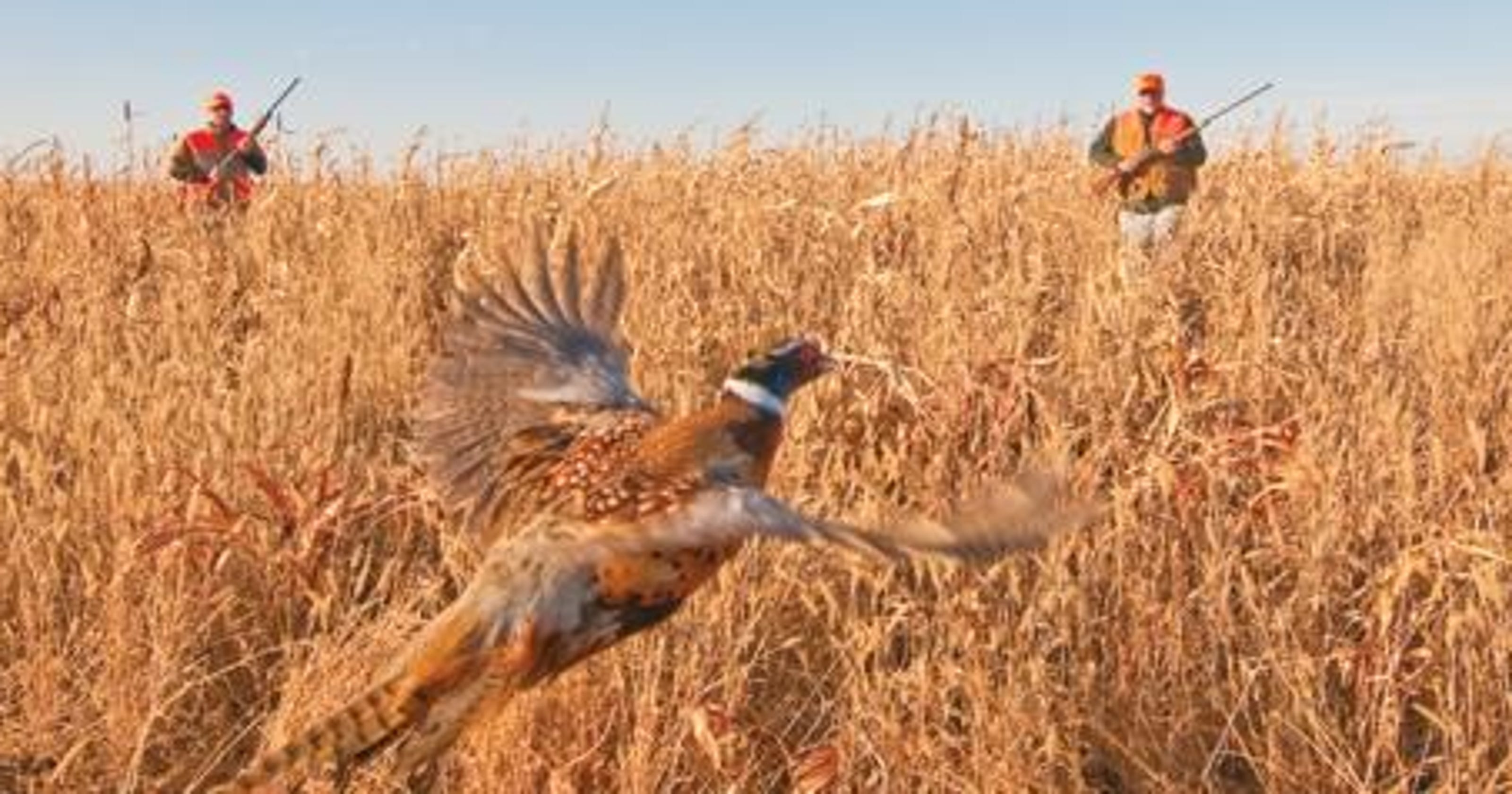 dreams-of-the-glory-days-of-pheasant-hunting-endure