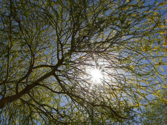 What To Do When Trees Throw Mive Shade The Maturing Of A Landscape And Resulting Change In Shade Patterns Can Require Update