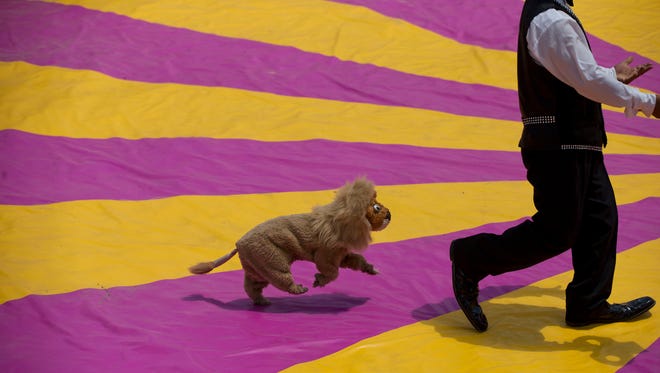 Mexico bans wild animals in circuses — but there's no place for them to go