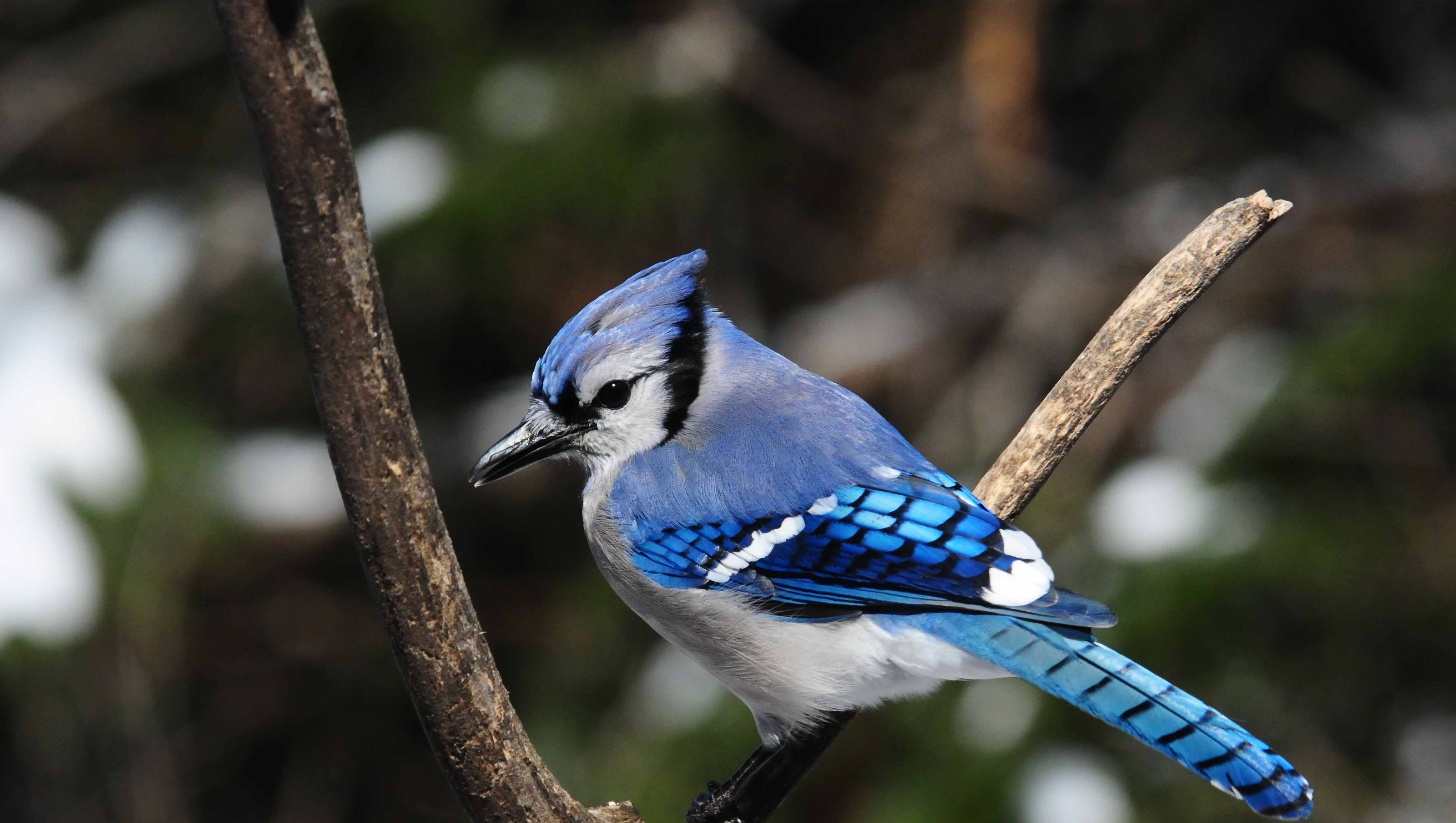 Blue Jay with Crazy Hair - wide 6