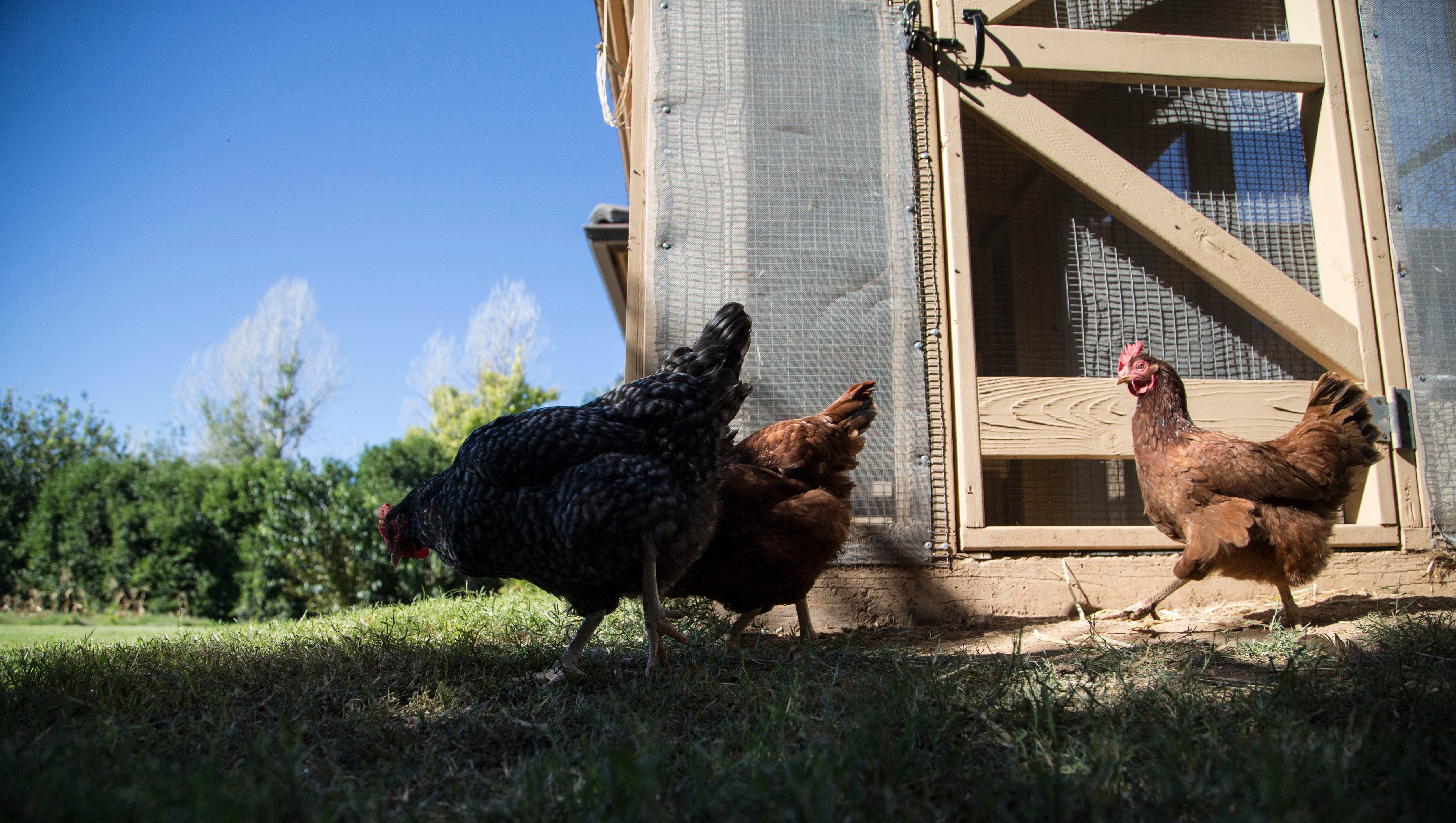 Chandler may allow backyard chickens on smaller residential lots