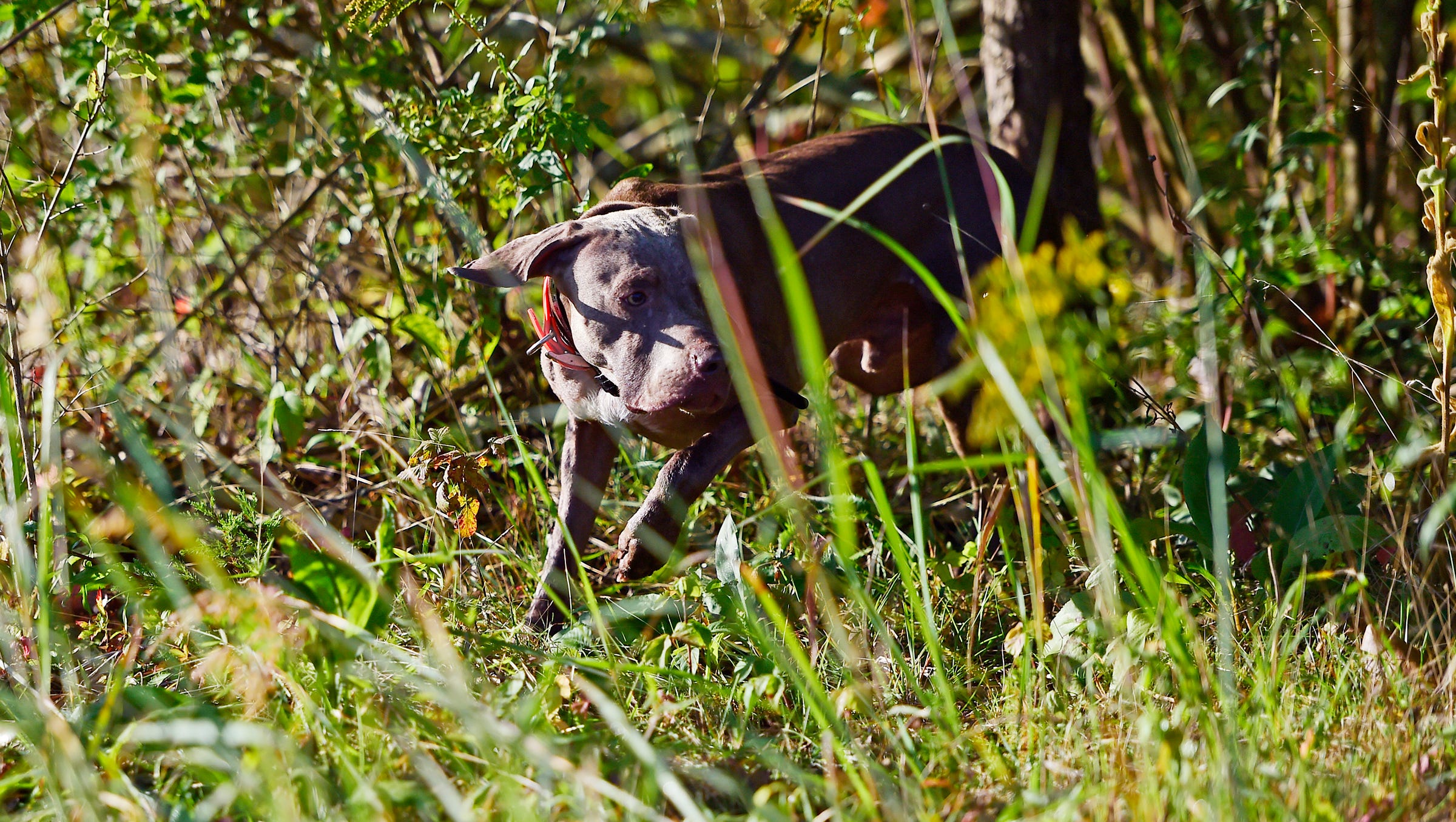 Pa Hunters One Step Closer To Using Tracking Dogs For Big Game