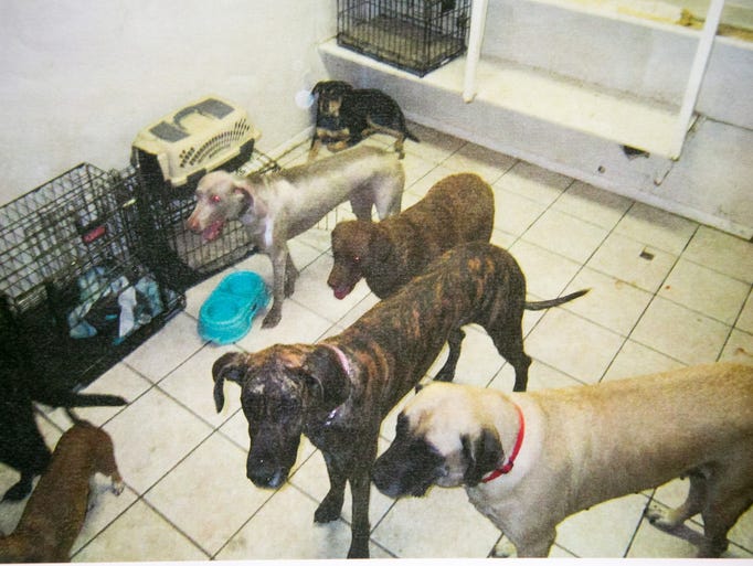 Dog deaths at Gilbert boarding site