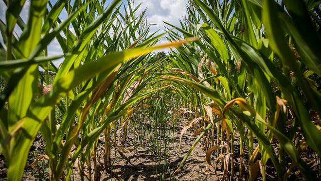 Corn grows in a field in Delaware County. Transpiration, or evaporation of water from plant leaves, could be contributing to muggy weather in Indiana.