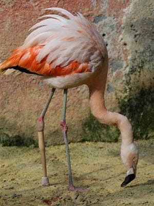 A Chilean flamingo stands with the help of a specially-made prosthetic leg, at a zoo in Sorocaba, Brazil, Tuesday, June 23, 2015. The six-year-old flamingo fractured his left leg one month ago and it was partially amputated to halt an infection. (AP Photo/Nelson Antoine)