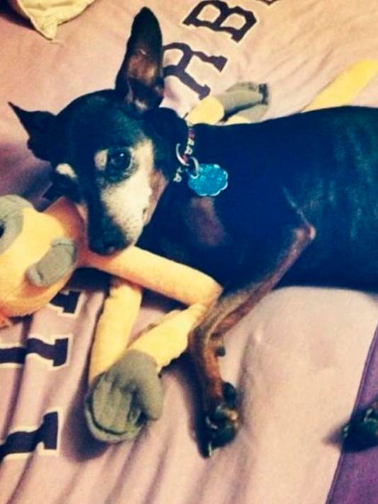 Albuquerque Considers Proposal To Seize Aggressive Dogs