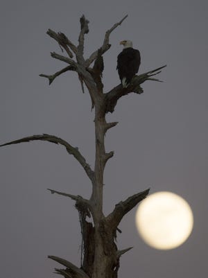 The moon rises over North Fort Myers has one of the famous bal eagles from Southwest Florida Eagle Cam fame perches on a dead tree. Harriet laid an egg Saturday.