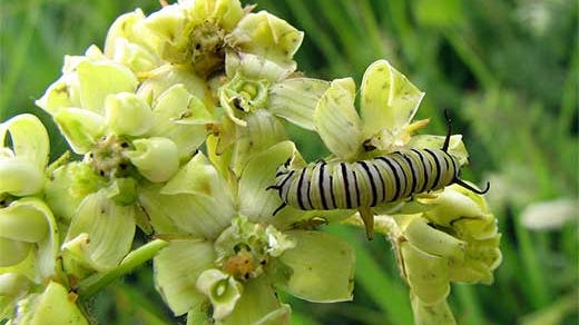 
Monarch caterpillars depend on the milkweed plant for survival.
