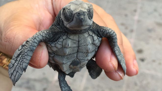 Endangered sea turtles: Where you can see them hatch, aid conservation Endangered sea turtles: Where you can see them hatch, aid conservation