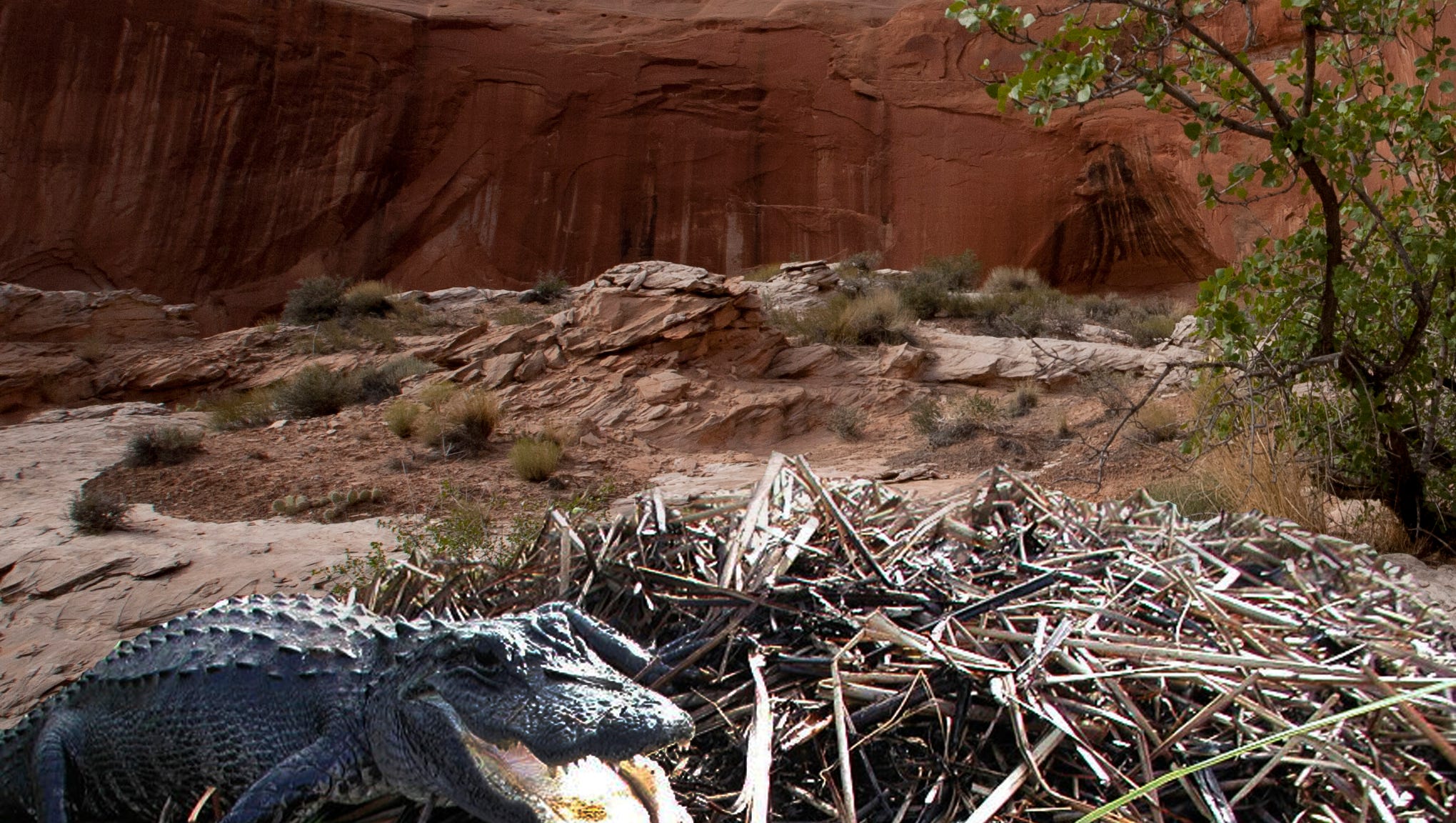 lake powell marine life