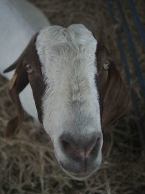 Burlington County Farm Fair is shown in this Courier Post file photo.