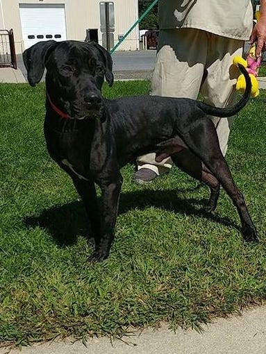 Ruckles, a six-year-old male lab mix from South Carolina,