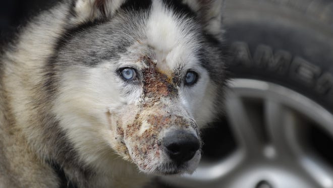 Logan, a husky owned by Matt Falk of Wales Township, Mich., died in 2012 after someone sprayed acid in his face.