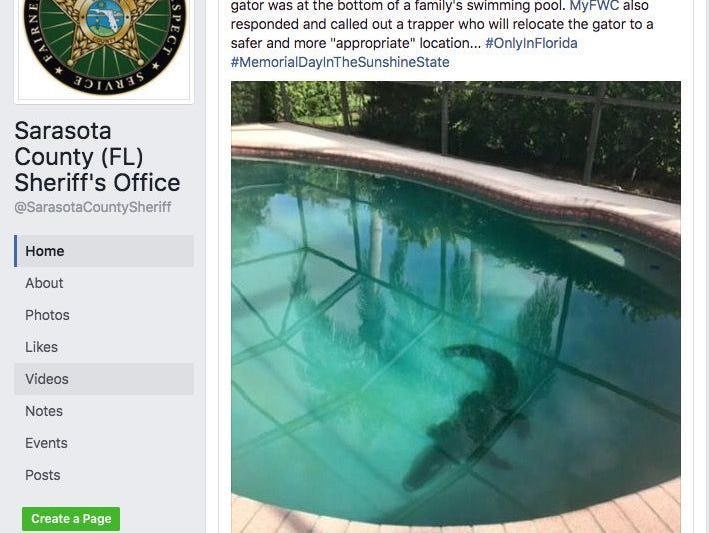 A Florida family found an alligator in their pool.
