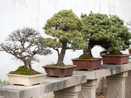 Bonsai trees lined up in Chinese garden