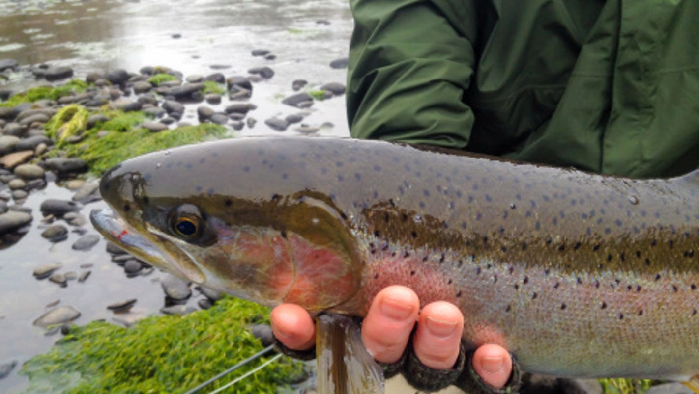 Steelhead Trout are the way to go when winter closes in