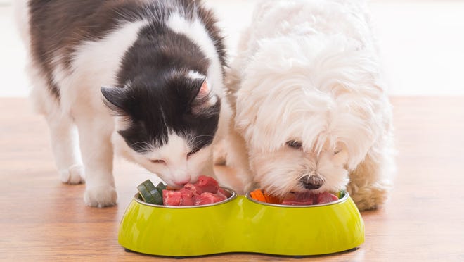 Can dogs eat cat food? Is it good for them? What owners should know.