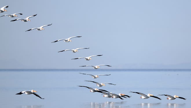 White pelicans take flight over the Salton Sea in California. The sea is a vitally important staging area for migrating birds of the Pacific Flyway.