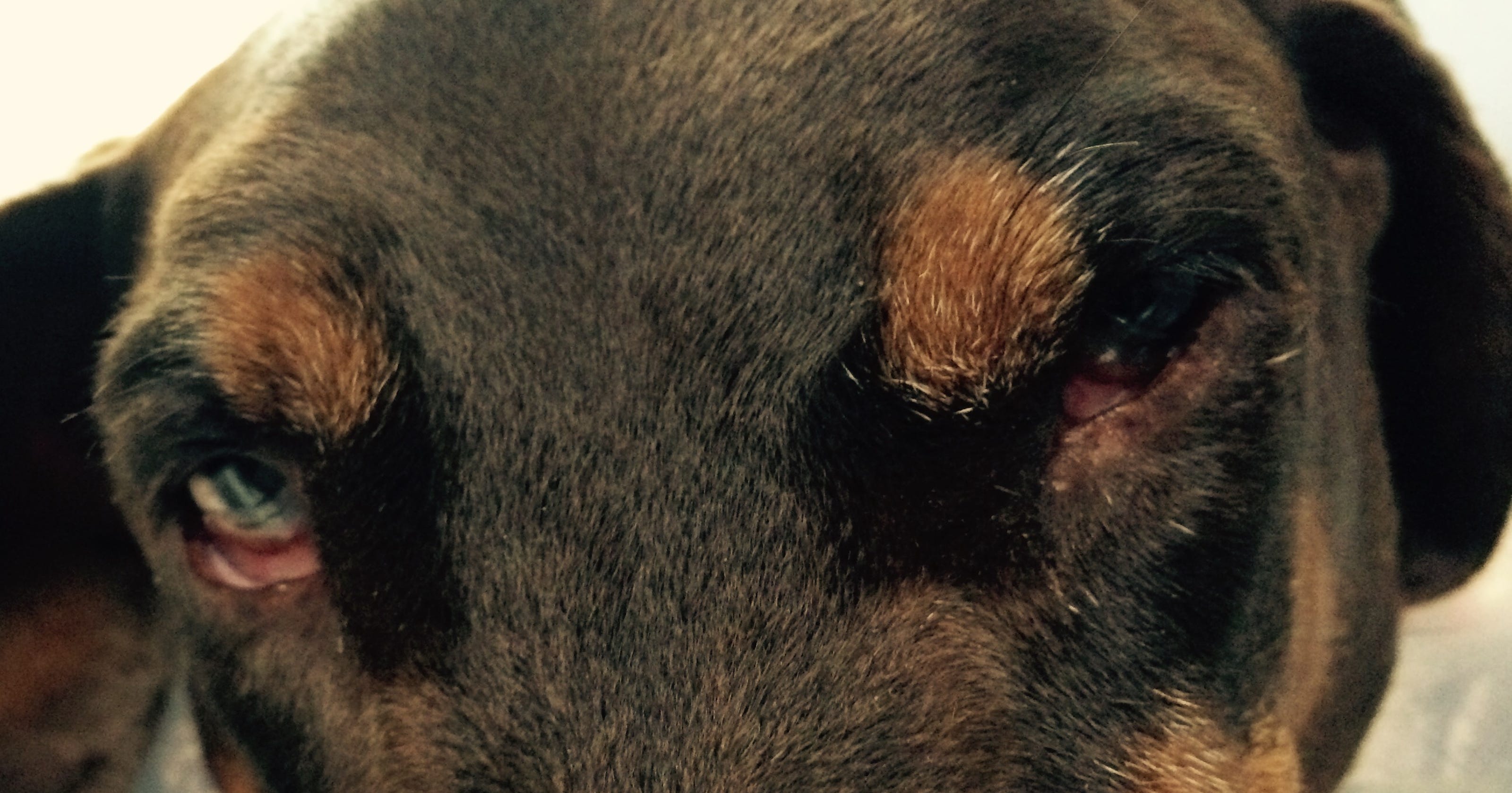 what-happens-when-a-beloved-pet-dies-grief-can-be-deep-memories-often