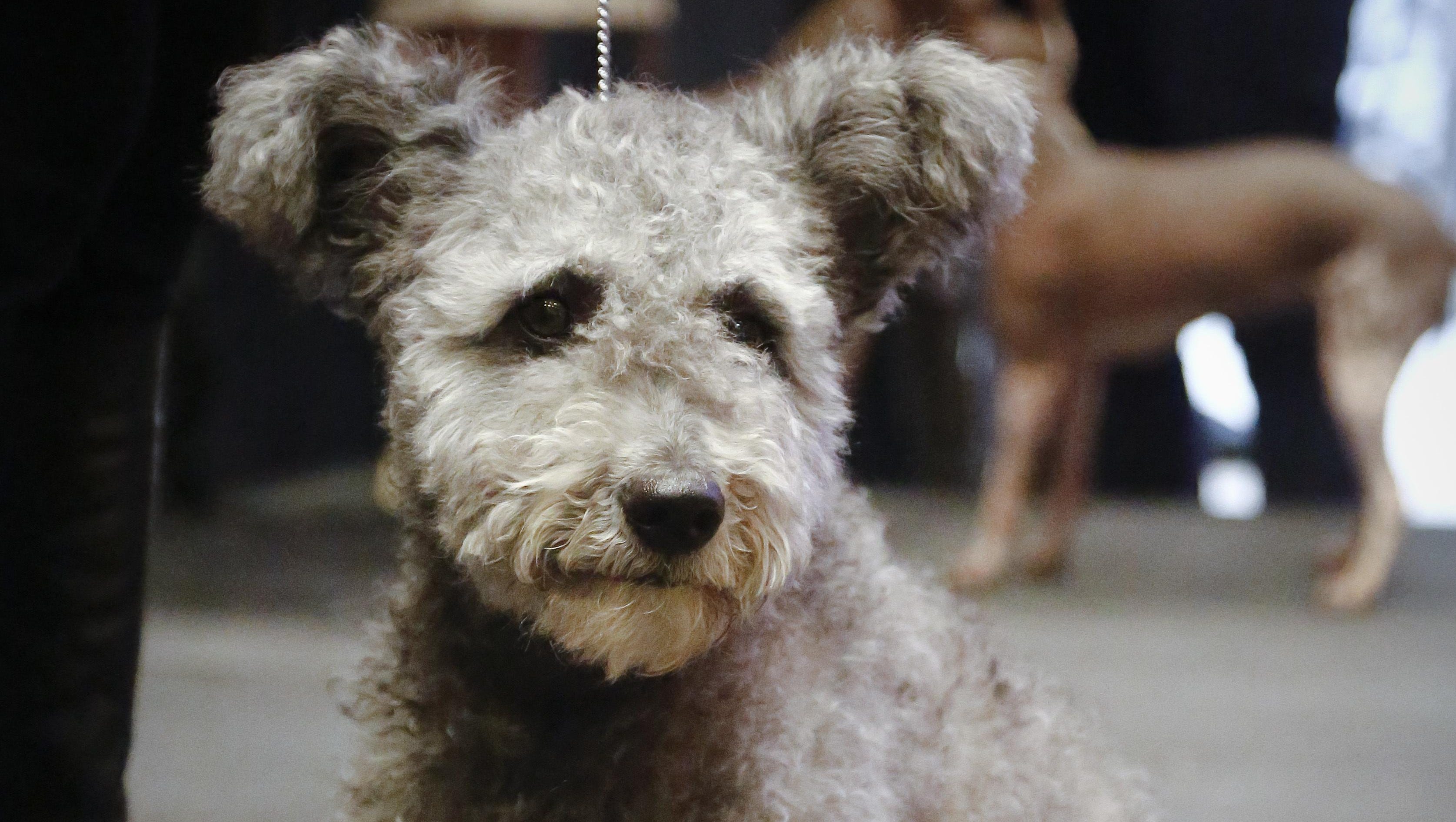 Meet the 3 new dog breeds at Westminster