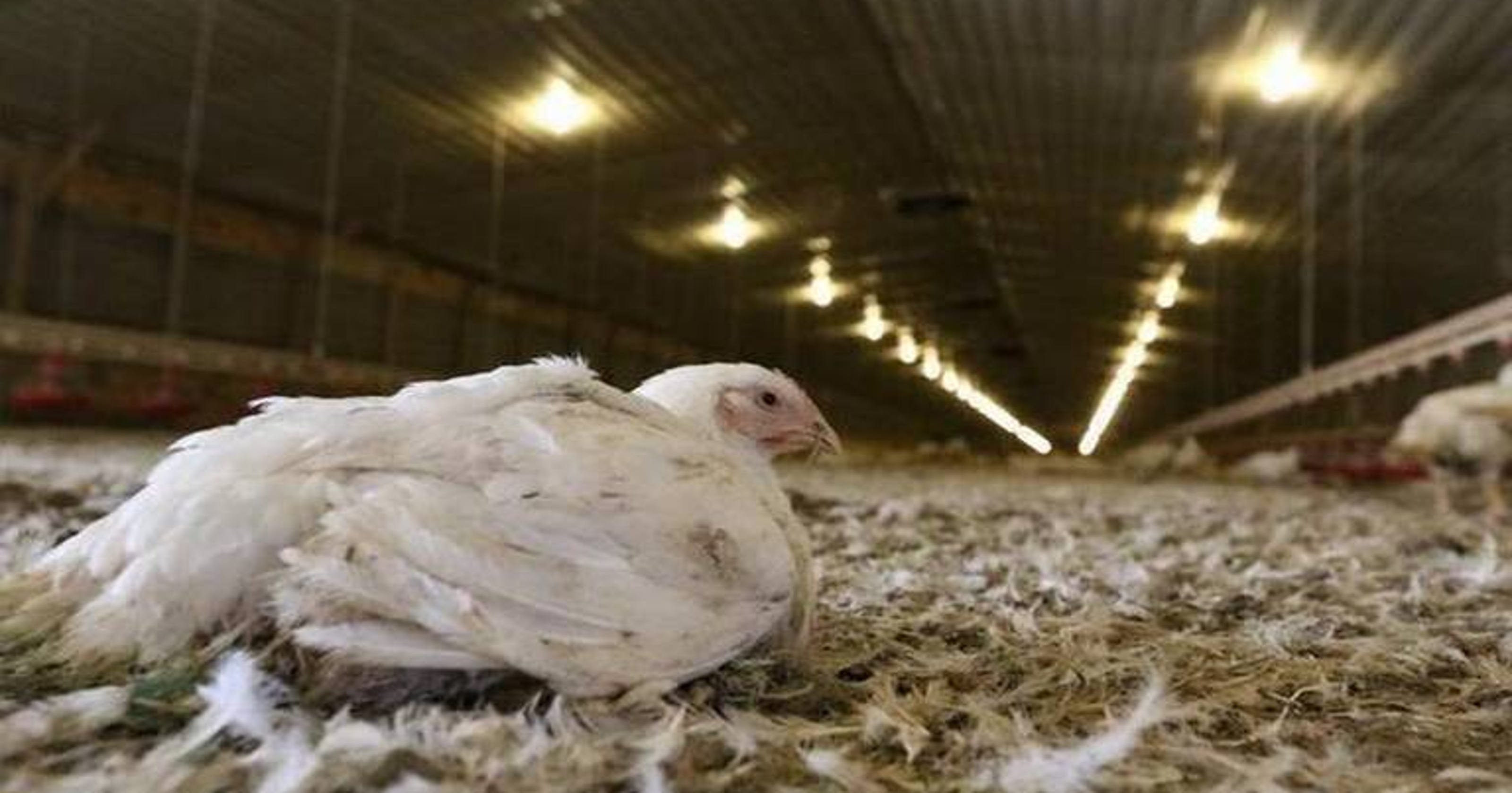 Sc Politicians Not Worried As Bad Odors Reported At Chicken Farms