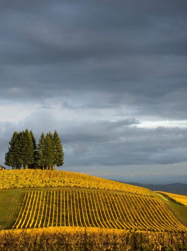 Washington State Wine Woodinville And Chateau Ste Michelle